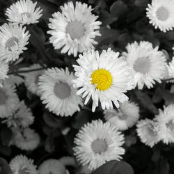 Bild mit Gelb, Kamillen, gänseblümchen, Colorkey, Gartenblumen, schwarz weiß, Kamille, SW, blumenwiese