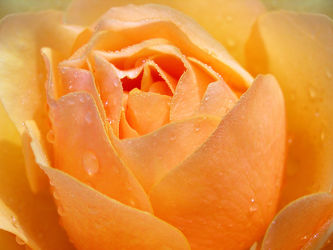 Bild mit Orange, Blumen, Rosen, Blume, Rose, Blüten, Gartenblumen, blüte