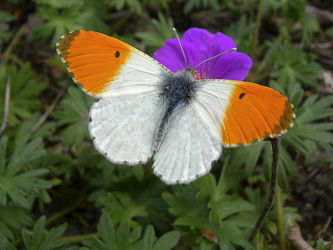 Schmetterling - Makro