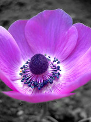 violette Anemone - Blüte - Makro