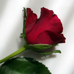 rote Rose - Blüte - Makro