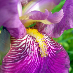 violette Lilien Blüte - Makro