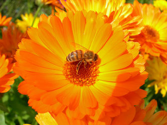 Biene auf Ringelblume - Makro