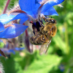 Honigbiene - Blüte - Makro