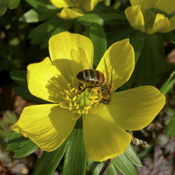 Biene im Frühling auf Winterling Blüte