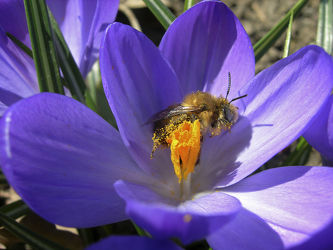 Biene im Frühling - Krokus - Blüte - Makro