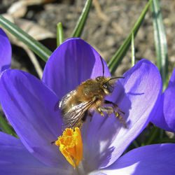 Honigbiene - Krokusblüte - Makro