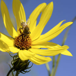Biene auf Sonnenhut - Makro - Sonnenblume