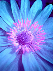 Blütendetail - blaue Anemone - Blüte - Violett