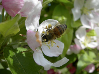 Biene auf Apfelblüte im Frühling - Makro