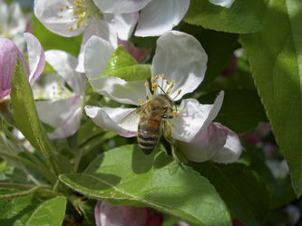 Honigbiene auf Birnenblüte - Blüte - Makro