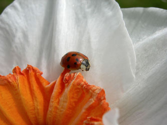 kleiner Käfer auf Blüte - Marienkäfer - Makro