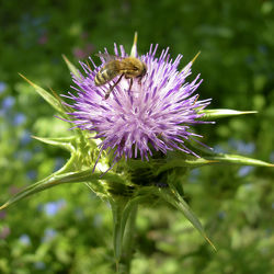 Biene auf violetten Distelblüte - Makro
