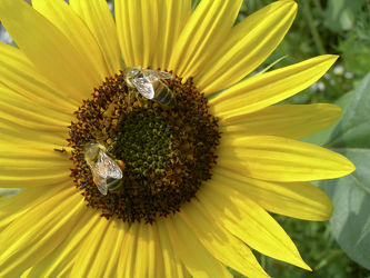 Arbeiterbienen auf Sonnenblume - Makro