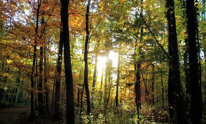 Bild mit Bäume, Herbst, Sonne, Wald, Landschaft und Natur, Herbstsonne, Herbstlicht, Oktober, Herbststimmung, Goldener Oktober