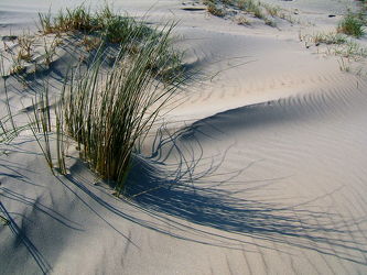 Bild mit Sand, Strand, Meer, Dünen, Dünengras, Nordsee, Borkum, Hochseeinsel, Heilklima, Dünenbefestigung, Naturschutzgebiete, Salzluft