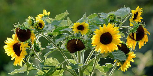 Bild mit Gelb, Grün, Herbst, Herbst, Braun, Sonnenblume, Felder, garten, Bauerngärten, Sonnenblumenkopf, Breitbild