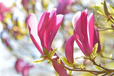 Bild mit Rosa, Frühling, Rot, blüte, Magnolie, Tulpenbaum, Magnolienblüte