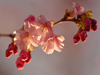 Bild mit Rosa, Frühling, Frühling, Blüten, Zweige, Zierkirschenblütenzweig, Zierkirsche, Weißrosa