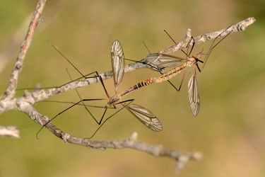 Bild mit Insekten, Tipula_oleracea, Zweiflügler, Kohlschnacke, Schlank, Schmalflügler, Nachtaktiv