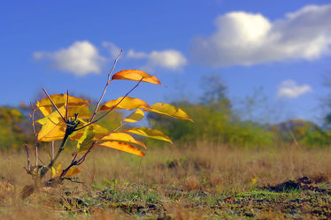Bild mit Landschaften, Himmel, Wolken, Herbst, Sträucher, Blätter, Felder, Erholung, Wiesen, Ausspannen, Moose, Bunte