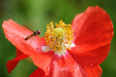 Bild mit Weiß, Rosa, Rot, Herbst, Insekten, Insekten, Sommer, Mohn, Sonnenschein, Makro, Schwebfliege