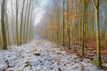 Bild mit Bäume, Winter, Schnee, Wälder, Wald, Baum, Winterzeit, Kälte, Frost