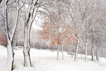 Bild mit Bäume, Winter, Schnee, Wälder, Wald, Baum, Winterzeit, Winterwald