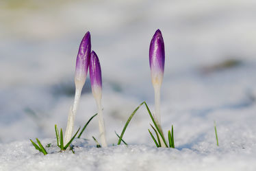 Bild mit Pflanzen, Winter, Schnee, Eis, Blumen, Blume, Pflanze, Krokusse, Kälte, Frost, erster Schnee