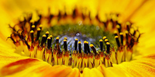 Sonnenblumenkern
