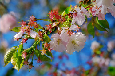Bild mit Bäume, Frühling, Frühling, Sträucher, Blätter, Makro, Blüten, nahaufnahme, Kirschblüte, Japanische_Zierkirsche, Frühlingsidylle