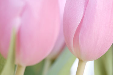 Bild mit Blumen, Rosa, Frühling, Blume, Tulpen, Blüten, frühjahr, zwei, Idylle, Paar, zart, Dezent, Zärtlichkeit, Farbidylle, Kelche