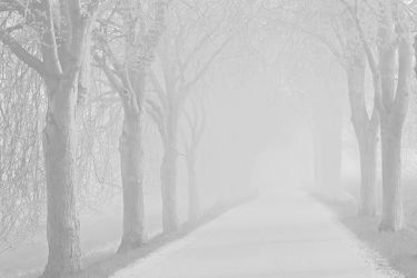 Bild mit Bäume, Winter, Herbst, Nebel, Alleen, Allee, Kälte, Kälteeinbruch, Vorsicht, Wärmeeinbruch, Wetterwechsel, Strassen, Achtung, Autofahrer