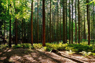Bild mit Bäume, Herbst, Sonne, Wald, Nadelwald, Baumstämme, Farne, Sonnendurchflutet