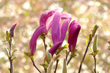 Bild mit Rosa, Rot, Blüten, Magnolien, edel, Magnolie, Blütenknospen, Knospen, Tulpenbaum, Magnolienblüte