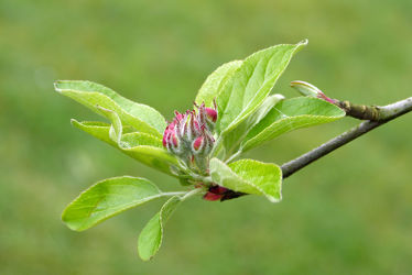 Bild mit Grün, Frühling, Rot, Blätter, Blätter, Blüten, frühjahr, Äste, Zweige, Apfelbäume, Apfelbaumblüte