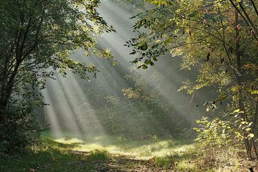 Bild mit Bäume, Herbst, Sträucher, Wald, Waldweg, Wanderweg, Erholung, Sonnenstrahlen, Sonnenlicht, Wandern, Ausspannen, Geniessen, Strahlen