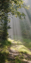 Bild mit Nebel, Weg, Waldweg, Licht, Sonnenstrahlen, Sonnenlicht, Ausspannen, Dunst, Strahlen, Strahlen, Lebensweg