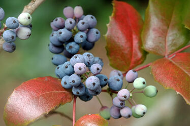 Bild mit Früchte, Herbst, Beeren, Makro, nahaufnahme