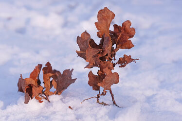 Bild mit Schnee, Eis, Blätter, Sonnenschein, Makro, nahaufnahme, Kälte, Zweige, Skulptur