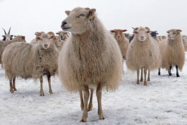 Bild mit Säugetiere, Winter, Schnee, Kinder, Schafe, Kälte, Nachwuchs, familie, Nutztiere, Junge