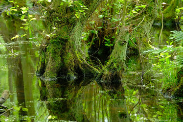 Bild mit Wasser, Gräser, Bäume, Gewässer, Seen, Blätter, Moor, Moos, Naturschutzgebiet, Polen