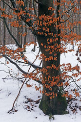 Bild mit Winter, Rotbraun, Baum, Blätter, Bunt, Buche, Äste, Rinde, stamm, Glatt