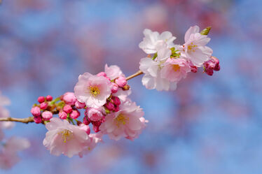 Bild mit Frühling, Makro, nahaufnahme, Zierkirsche, Japanische