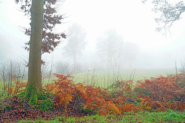 Bild mit Herbst, Nebel, Baum, Ruhe, Entspannung, Dunst, Farne
