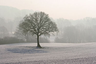 Bild mit Winter, Schnee, Nebel, Baum, Kälte