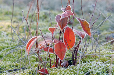 Bild mit Herbst, Sträucher, Sonnenaufgang, Blätter, Moose, Raureif, Morgenlicht, Bodenfrost