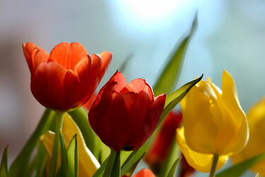 Bild mit Pflanzen, Blumen, Tulpenstrauß, rote Tulpen, Gelbe Tulpenblüte