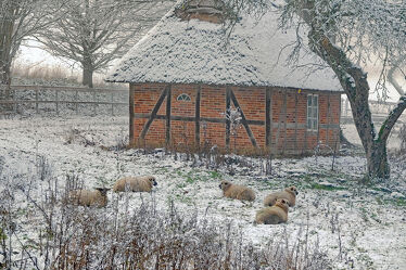 Bild mit Säugetiere, Winter, Schnee, Schafe, Kälte, Hütte, Unterkunft