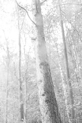Nebel im Wald, schwarz weiss Foto
